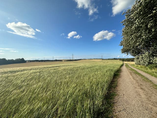 A rural landscape with a dirt path alongside a field of tall grass under a blue sky with scattered clouds. Trees border the path on the right, and wind turbines are visible in the distance